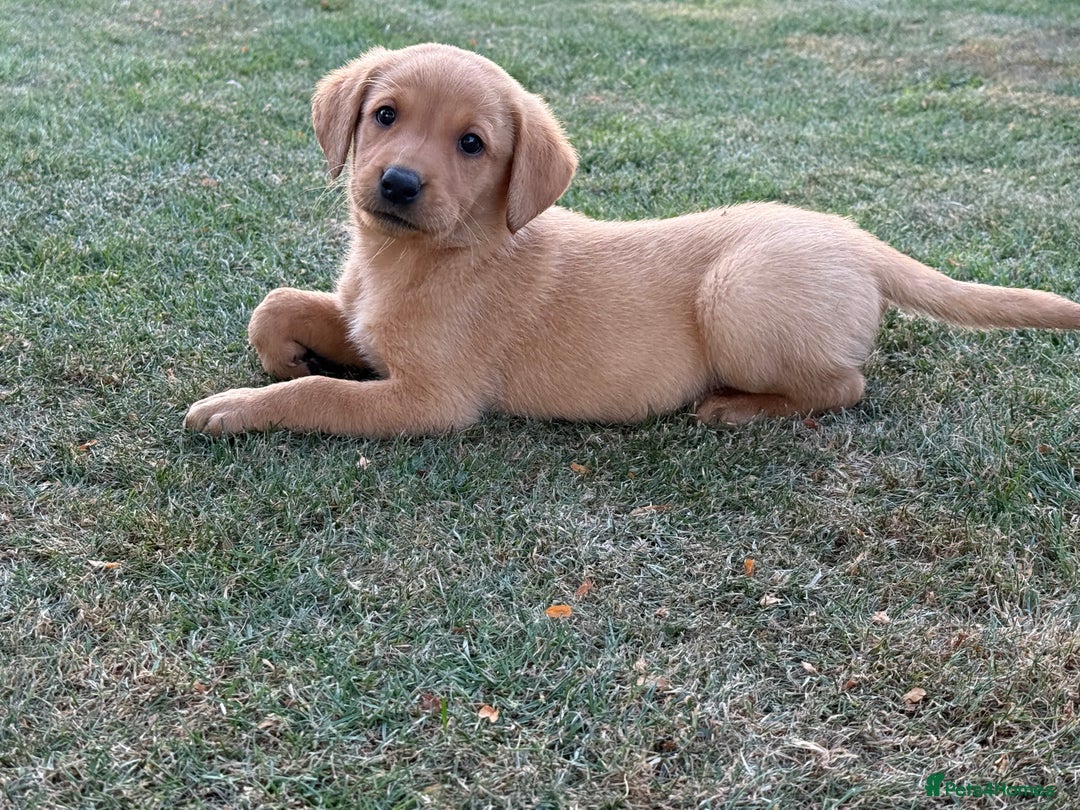 Labrador Retriever dogs for sale: 🧡 Fabulous Red & Yellow KC reg Puppies  - Image 12