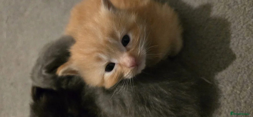 Ragdoll cats for sale: Ragdoll x Siberian mix - Advert 11