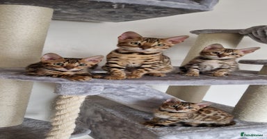 Bengal cats - Advert 3