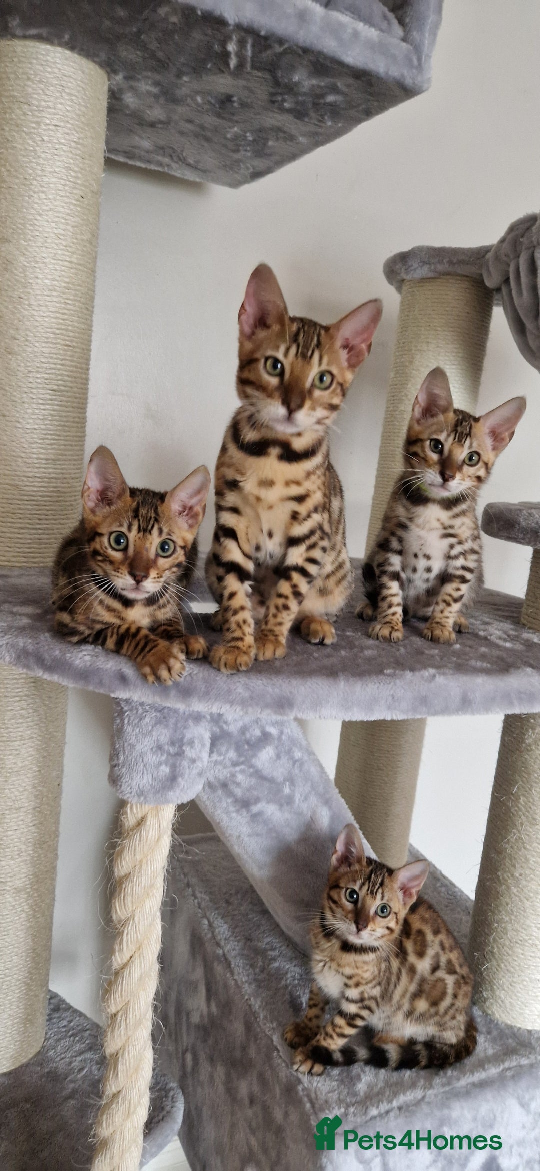 Bengal cats for sale: Last one😍Pure Bengal kittens❤️Ready to go😍 - Image 10