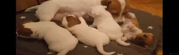 Jack Russell dogs for sale: Beautiful Jack Russell puppies - Advert 16