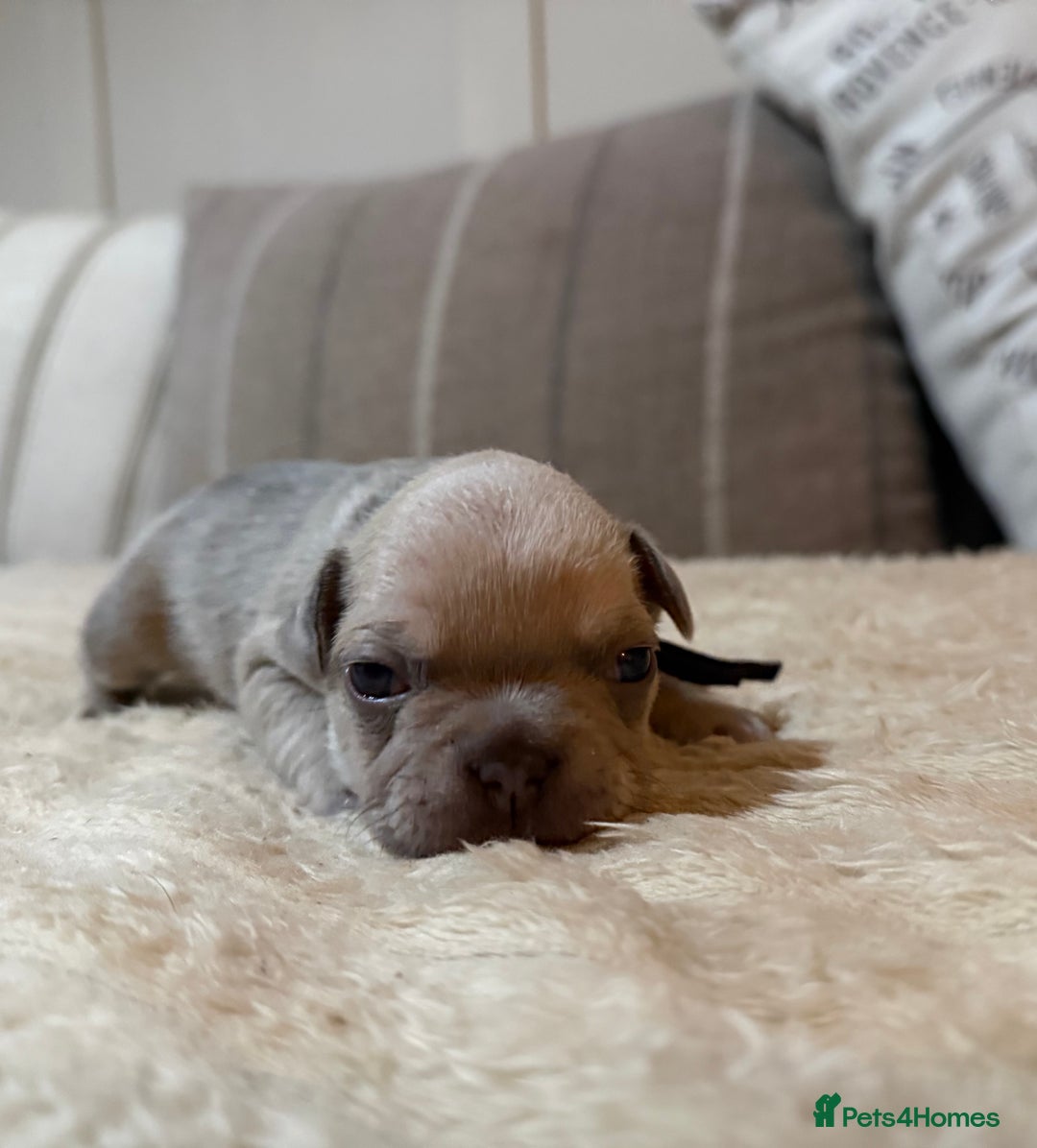 French Bulldog dogs for sale: French bulldog puppies - Advert 29