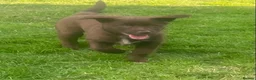 Mixed Breed dogs for sale: Chunky Chocolate Labrador Cross Sheepdog pups in Lampeter - Advert 5
