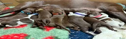 German Shorthaired Pointer dogs for sale: KC registered German Shorthaired Pointers - Advert 22