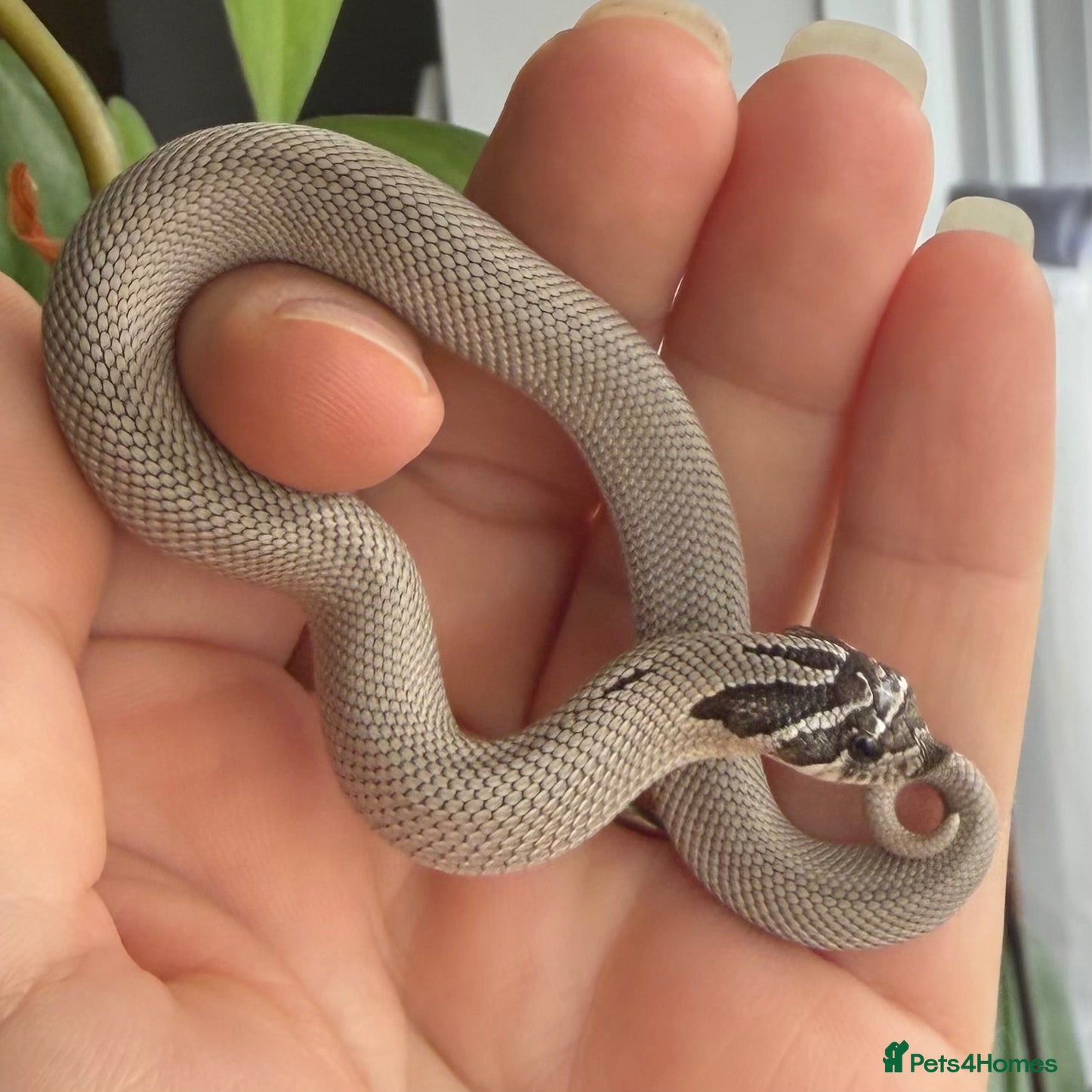 Snake reptiles Western Hognose Hatchlings - Advert 1