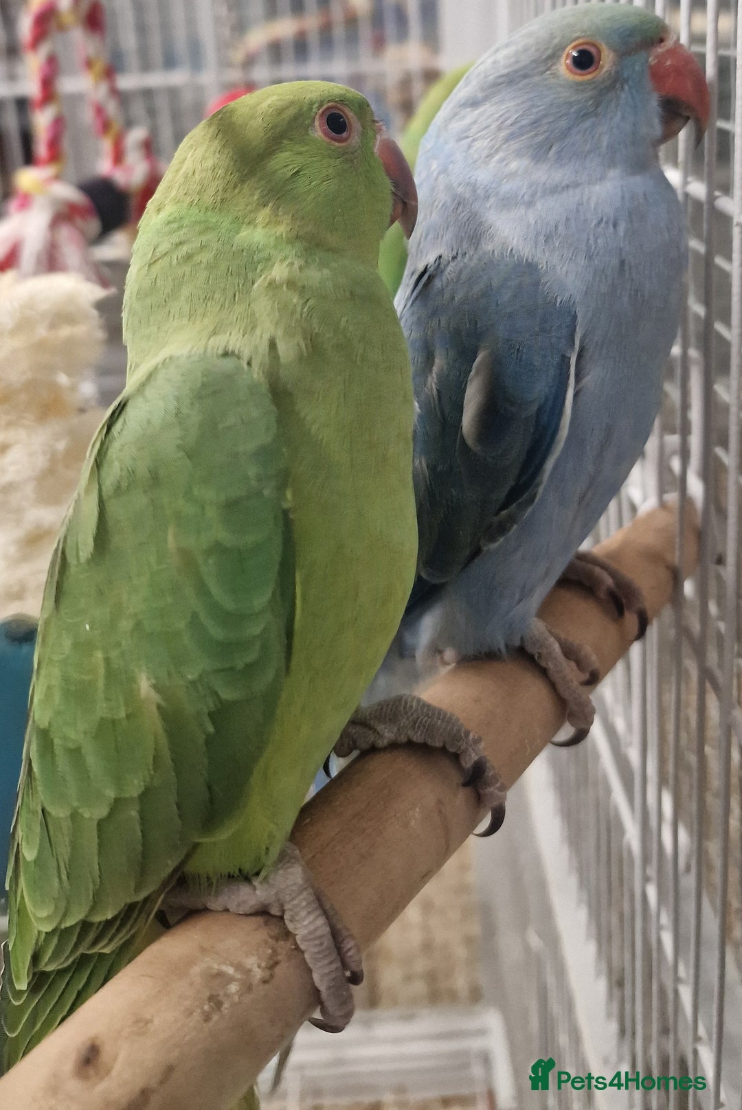 Parrots birds for sale: Parrots/ Parakeets Available  - Advert 15