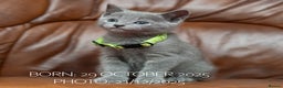 Russian Blue cats for sale: Russian Blue Kittens. Pedigree. - Advert 4