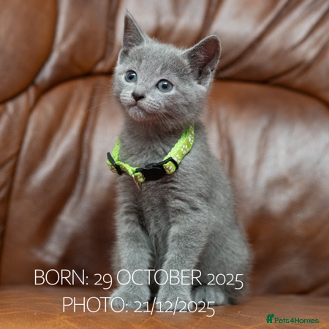 Russian Blue cats for sale: Russian Blue Kittens. Pedigree. - Advert 4