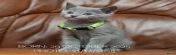 Russian Blue cats for sale: Russian Blue Kittens. Pedigree. - Advert 4