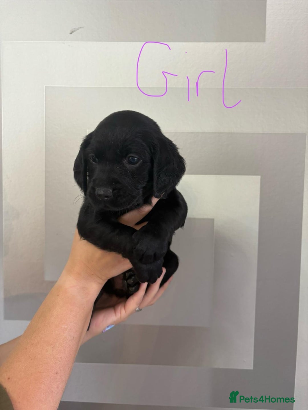 Cockerdor dogs for sale: Cockador puppies  - Image 23