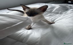 Oriental cats for sale: Gorgeous Oriental Kitten - 1 boy remaining  - Image 9