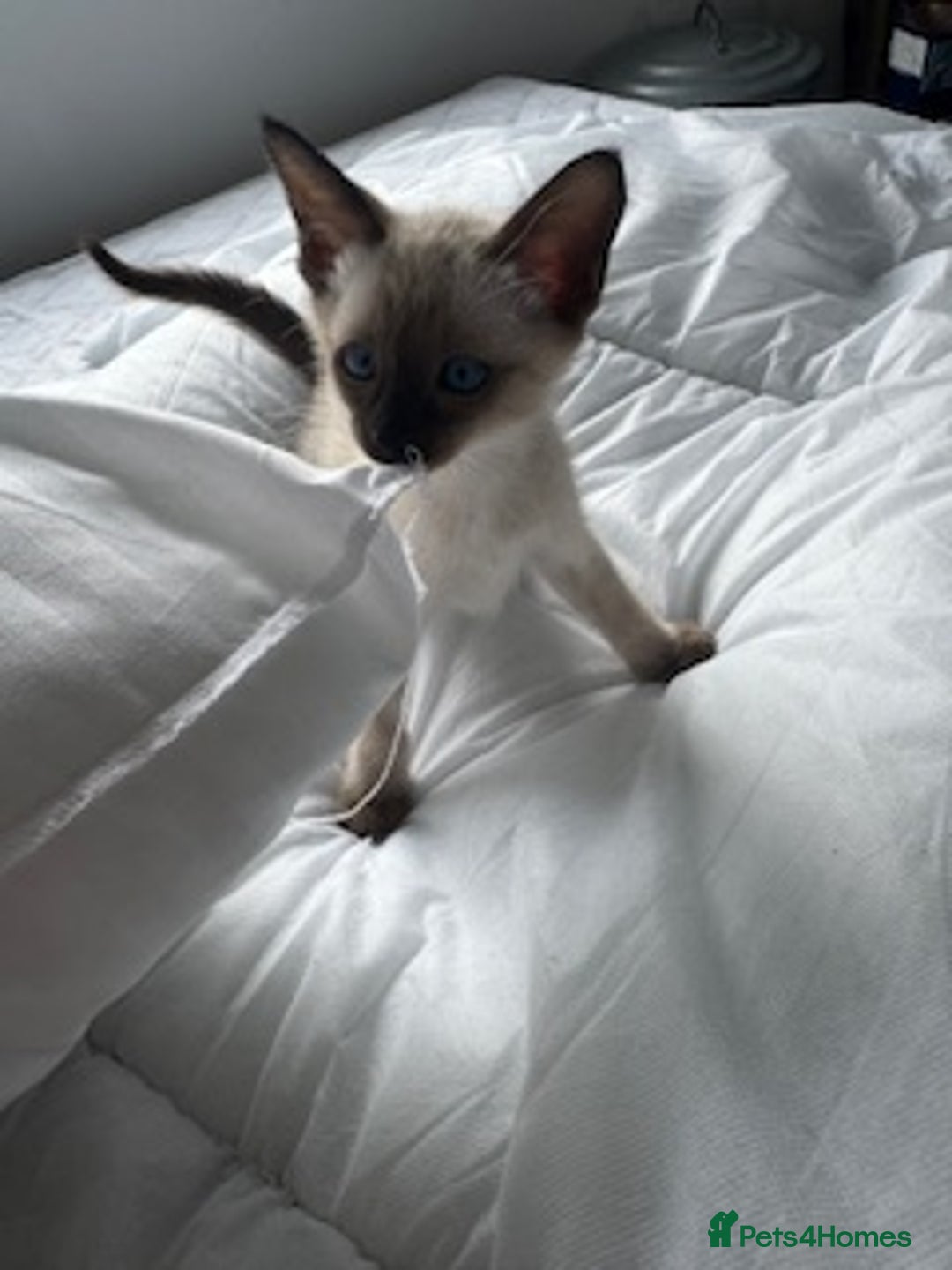 Oriental cats for sale: Gorgeous Oriental Kitten - 1 boy remaining  - Image 9