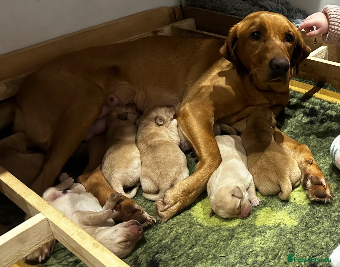 Labrador Retriever dogs for sale: Spring Labrador puppies - Advert 1