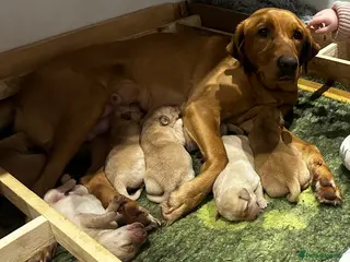 Labrador Retriever dogs Spring Labrador puppies - Advert 1