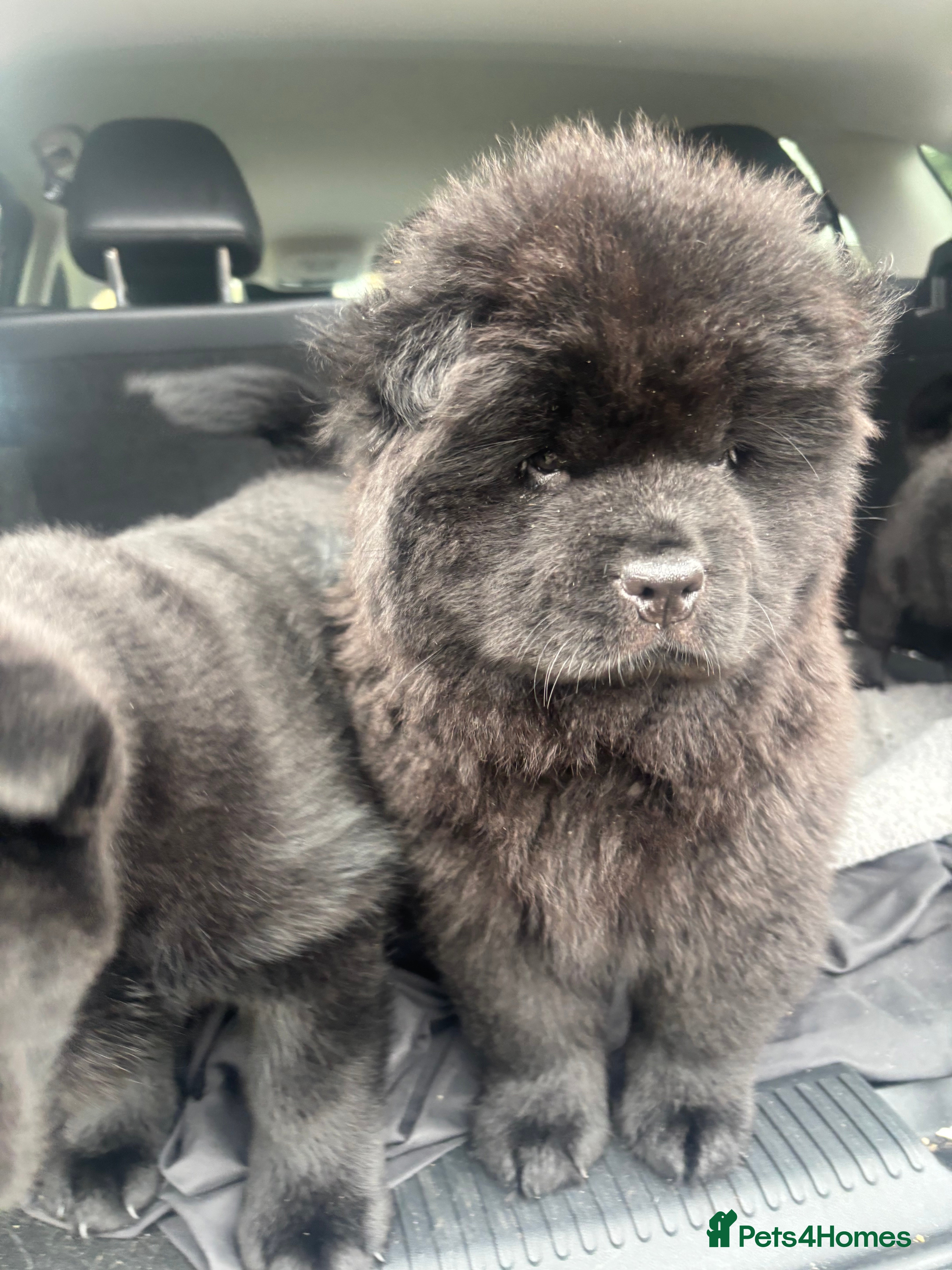 Chow Chow dogs One fluffy girl  Chow chow  - Advert 7