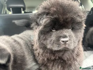 Chow Chow dogs One fluffy girl Chow chow - Advert 7