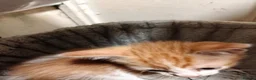 Mixed Breed cats for sale: 2 cheeky ginger and white kittens  - Advert 4