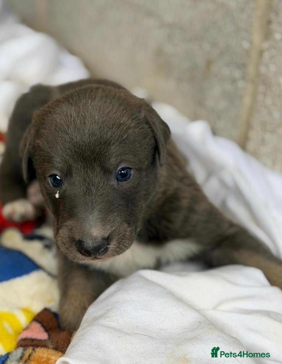 Lurcher Puppy 4