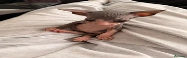 Sphynx 1