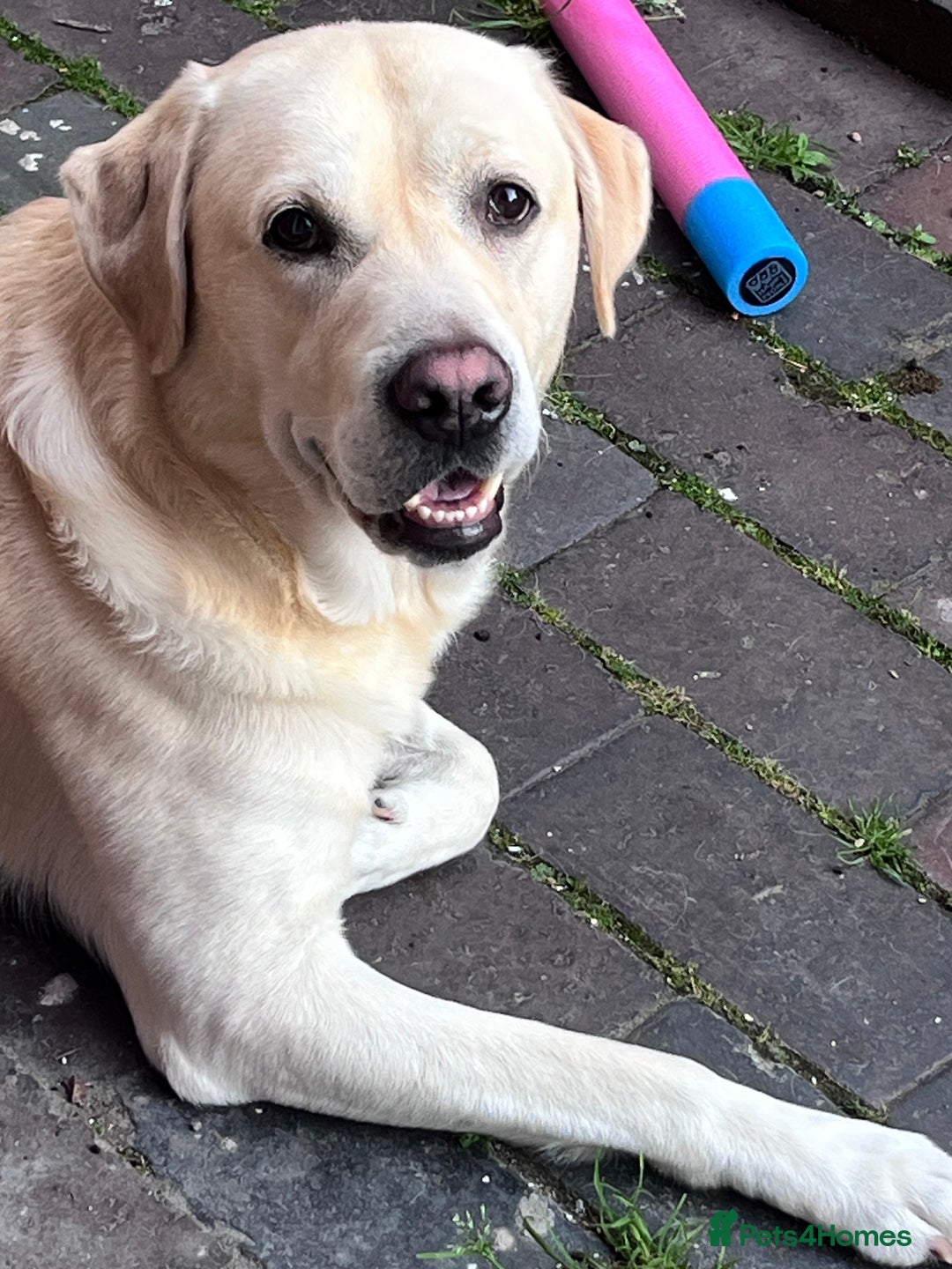 Labrador Retriever dogs for sale: Hugo - 5 - Advert 8