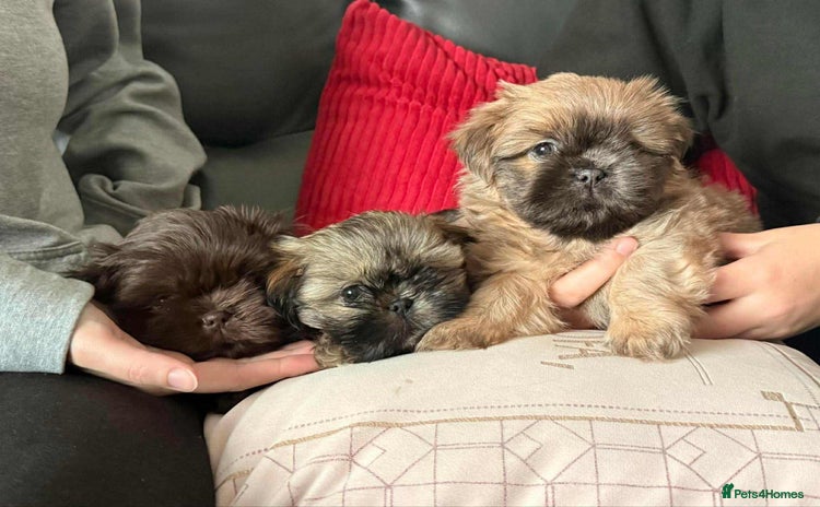 Shih Tzu dogs - Advert 5