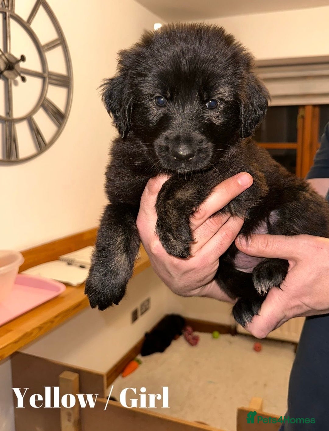 Mixed Breed dogs for sale: Golden Shepherd Puppies - Advert 11