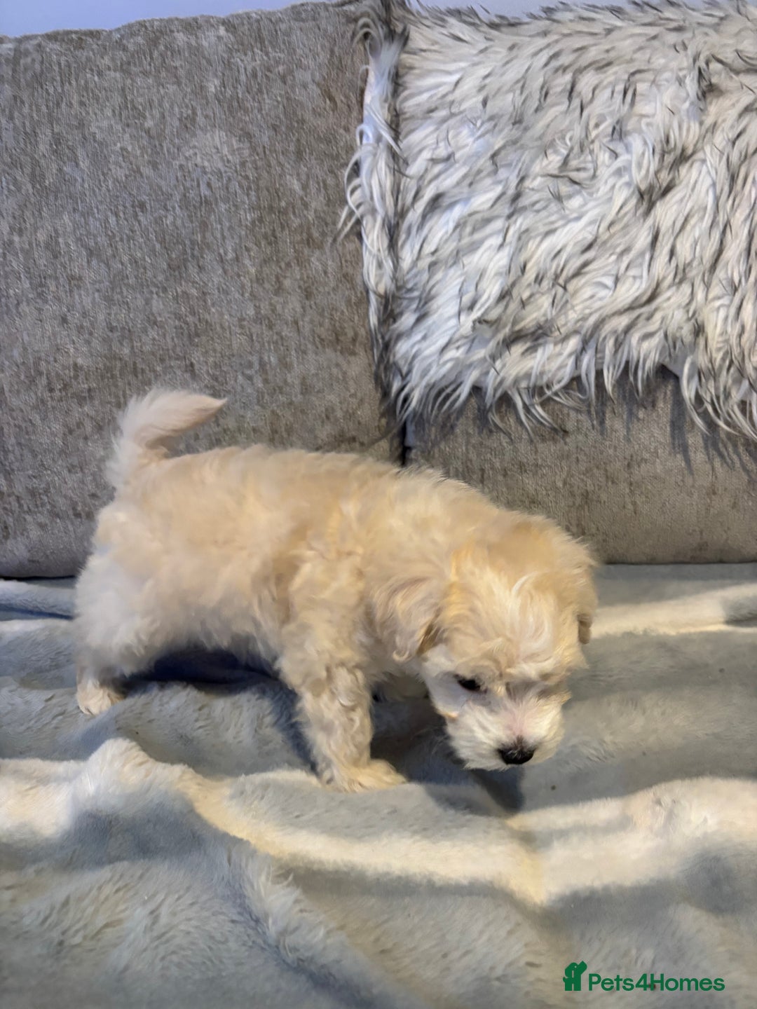 Maltipoo dogs for sale: Beautiful little maltipoo  - Advert 16