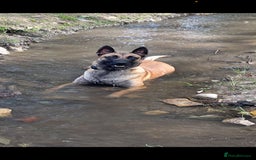 Belgian Shepherd Dog dogs for sale: Stunning Litter working line Belgian Malinois pups - Image 4