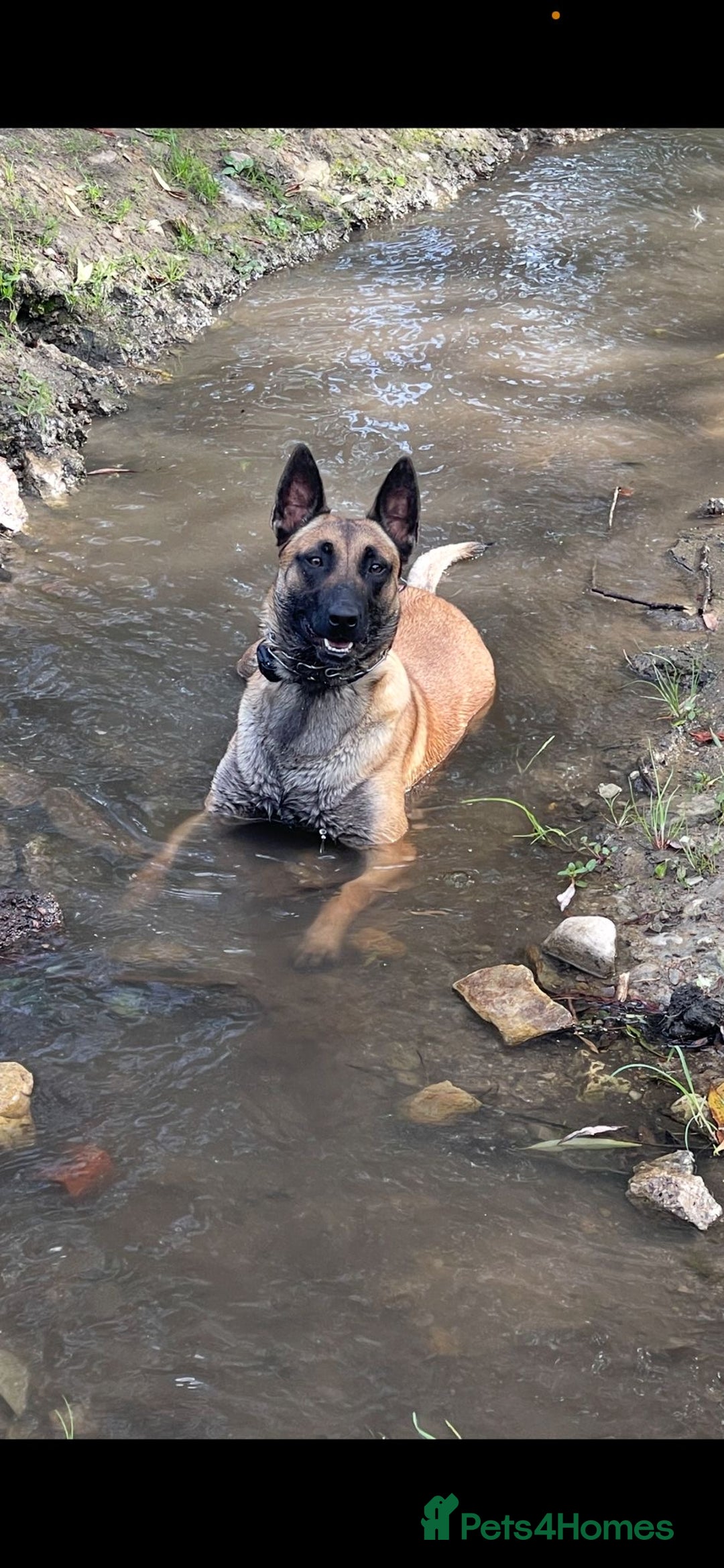 Belgian Shepherd Dog dogs for sale: Stunning Litter working line Belgian Malinois pups - Image 4