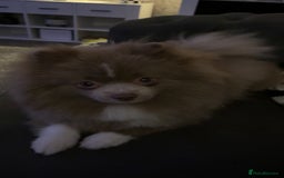 Pomeranian dogs for sale: Male lilac Pom  - Image 3