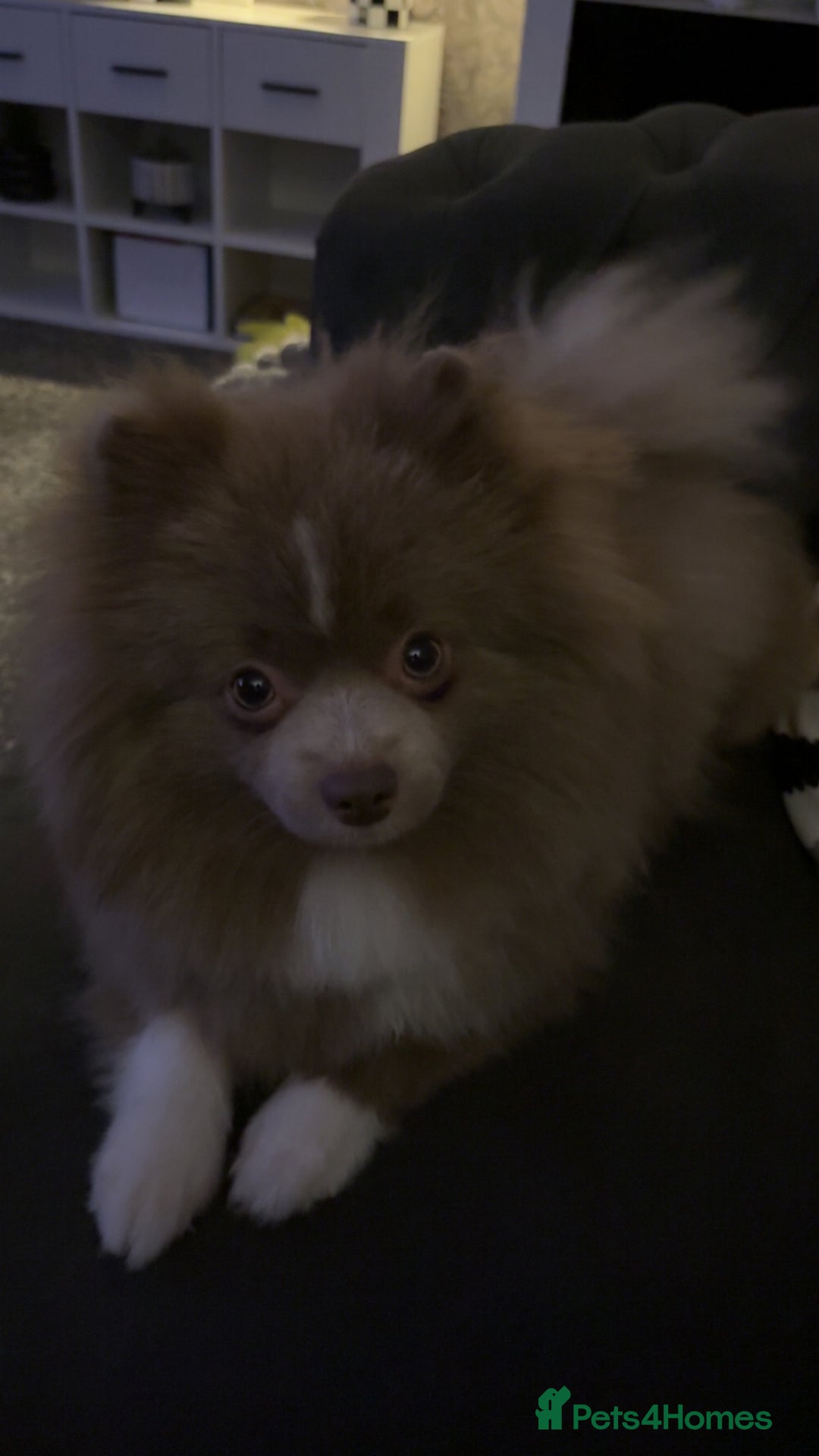 Pomeranian dogs for sale: Male lilac Pom  - Image 3