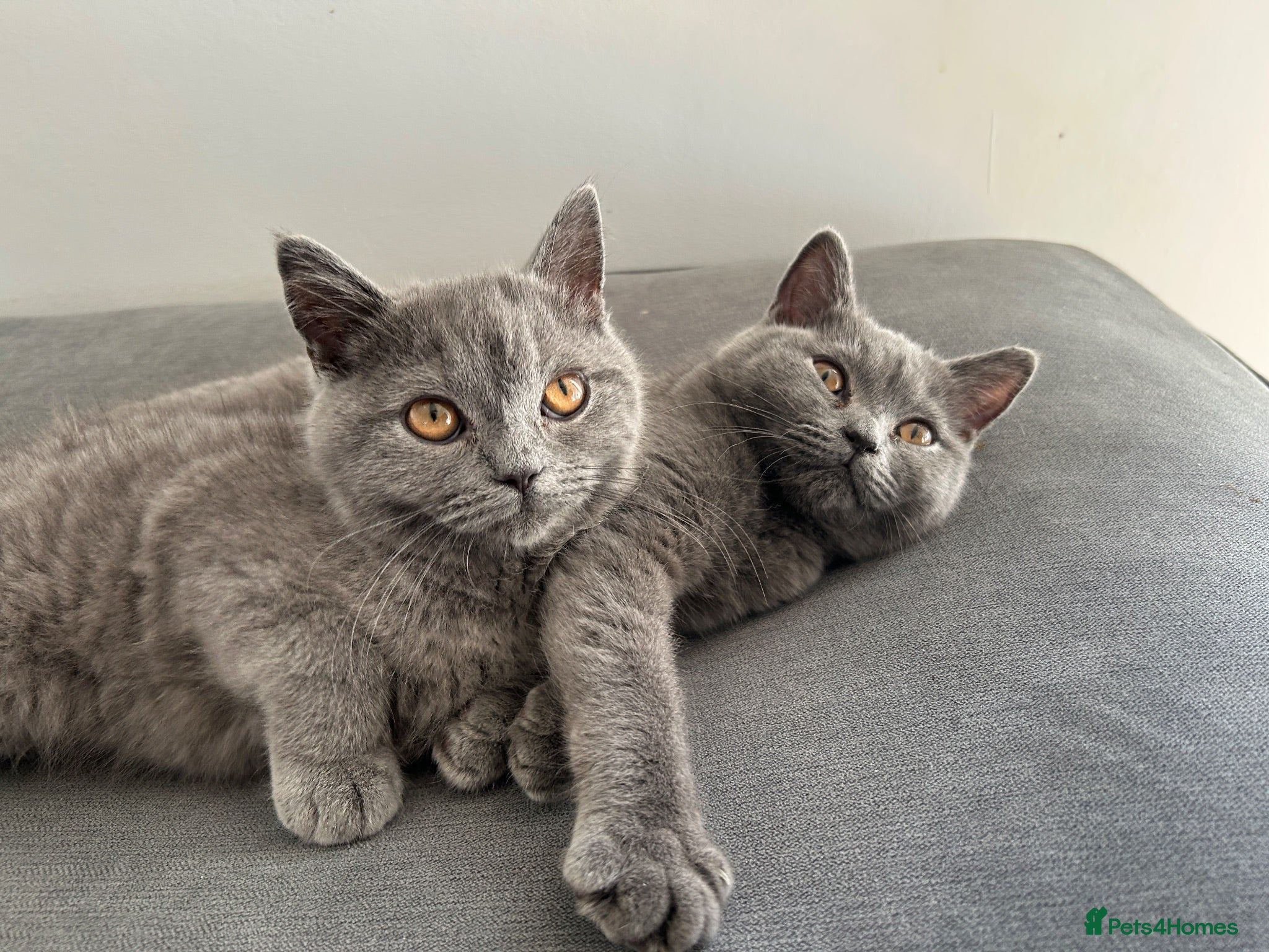British Shorthair cats pure pedigreeBritish shorthairs kittens - Advert 11