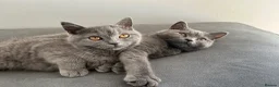 British Shorthair cats for sale: pure pedigreeBritish shorthairs kittens - Advert 3