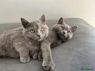 British Shorthair cats pure pedigreeBritish shorthairs kittens - Advert 3
