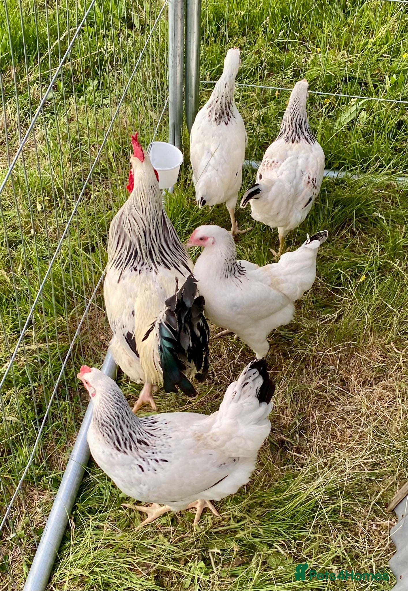 Chickens poultry Large Fowl Light Sussex Breeding Chicken 5 Birds - Advert 17