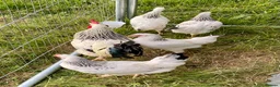 Chickens poultry for sale: Large Fowl Light Sussex Breeding Chicken 5 Birds - Advert 1