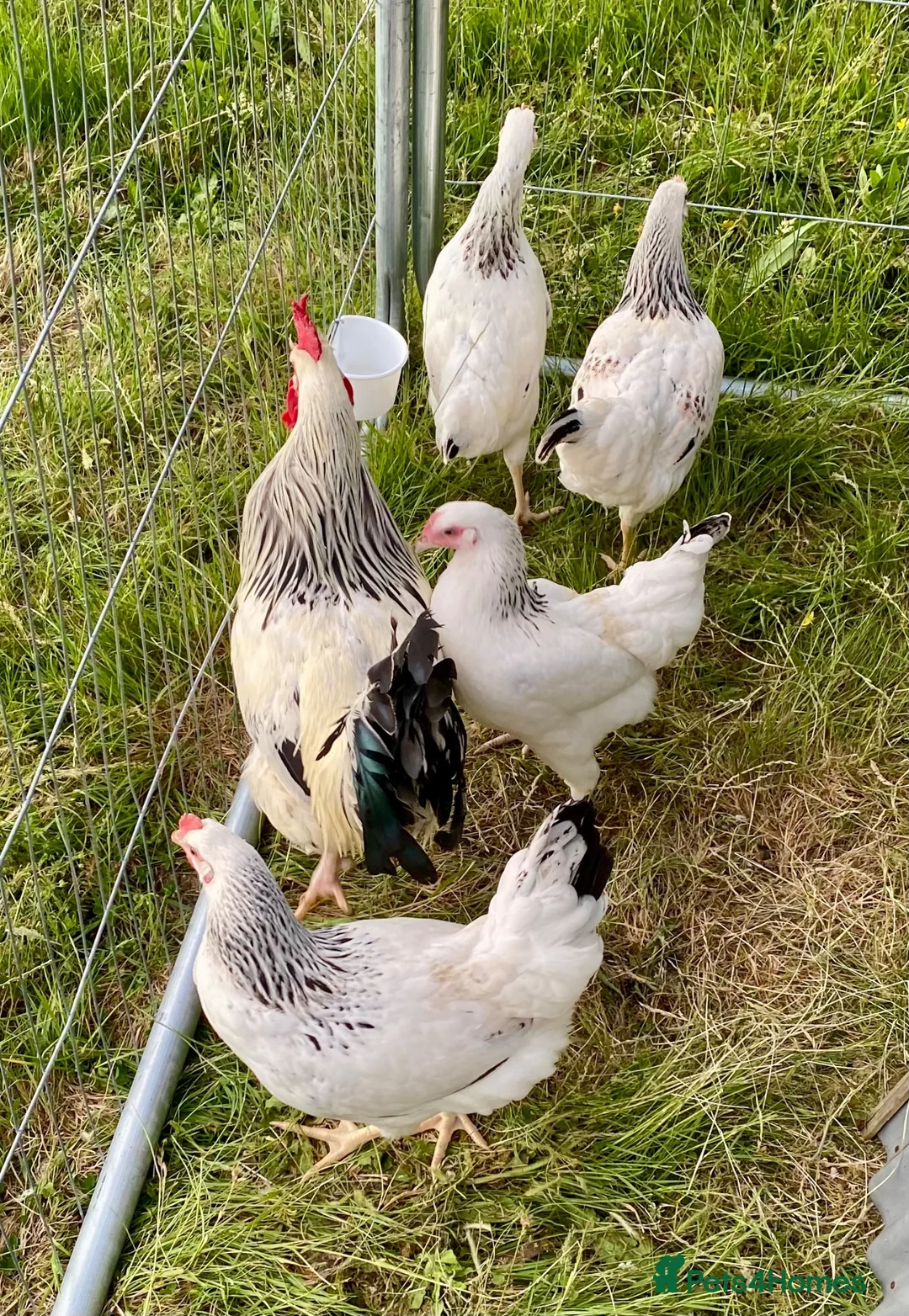 Chickens poultry for sale: Large Fowl Light Sussex Breeding Chicken 5 Birds - Advert 1