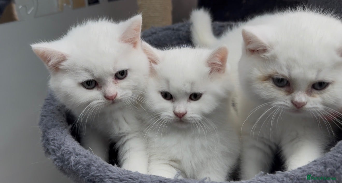 British Shorthair cats ⭐️GCCF registered British shorthair kittens⭐️ - Advert 1