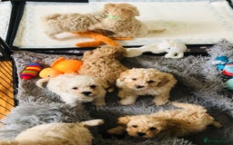 Poochon dogs for sale: Poochon pups for sale - Image 4