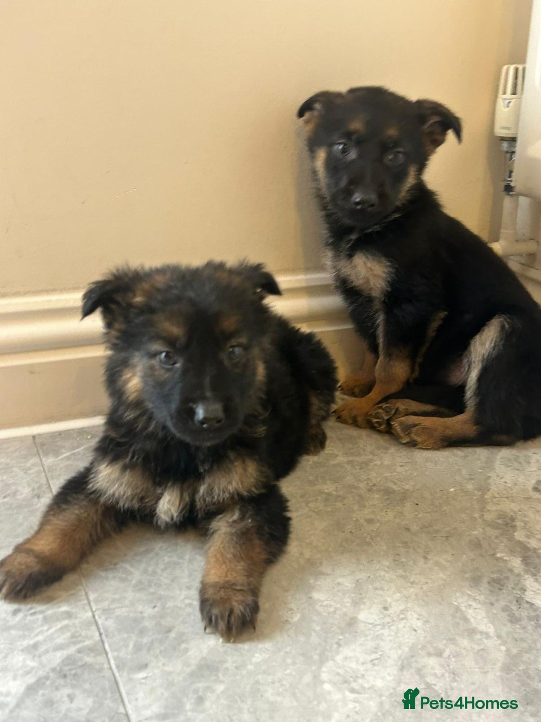 German Shepherd dogs for sale: German shepherd puppies for sale  - Advert 4