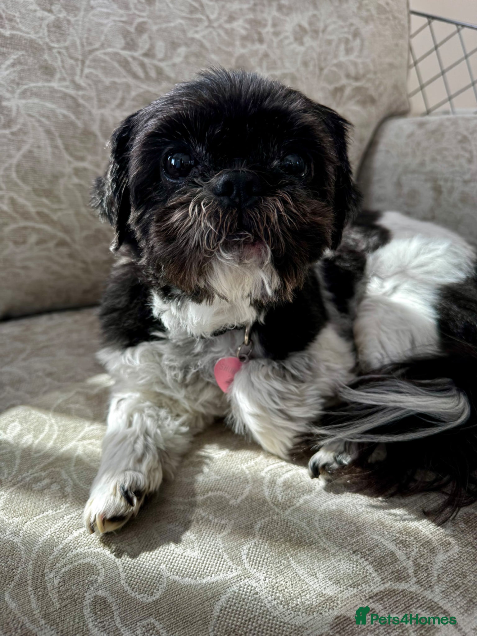 Shih Tzu dogs Adult female Shih Tzu for good home - Advert 7