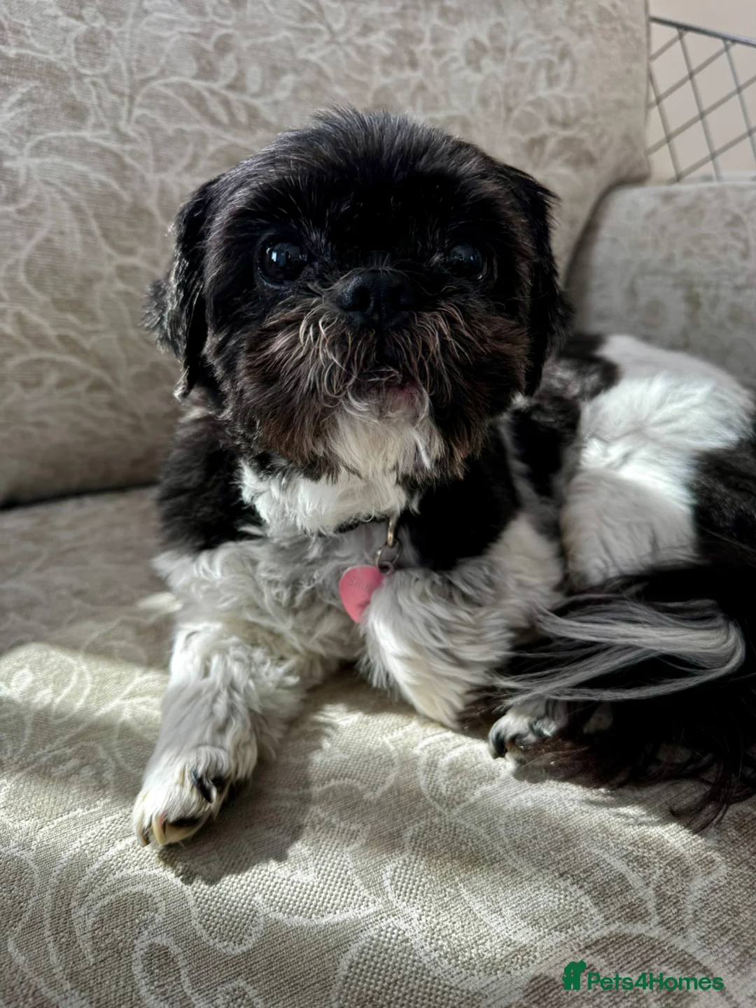 Shih Tzu dogs for sale: Adult female Shih Tzu for good home - Advert 1