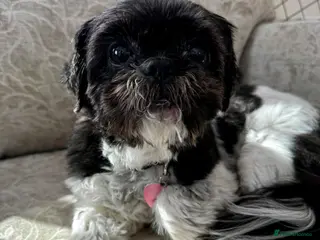 Shih Tzu dogs Adult female Shih Tzu for good home - Advert 7