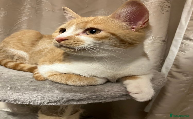 Domestic Shorthair cats - Advert 6