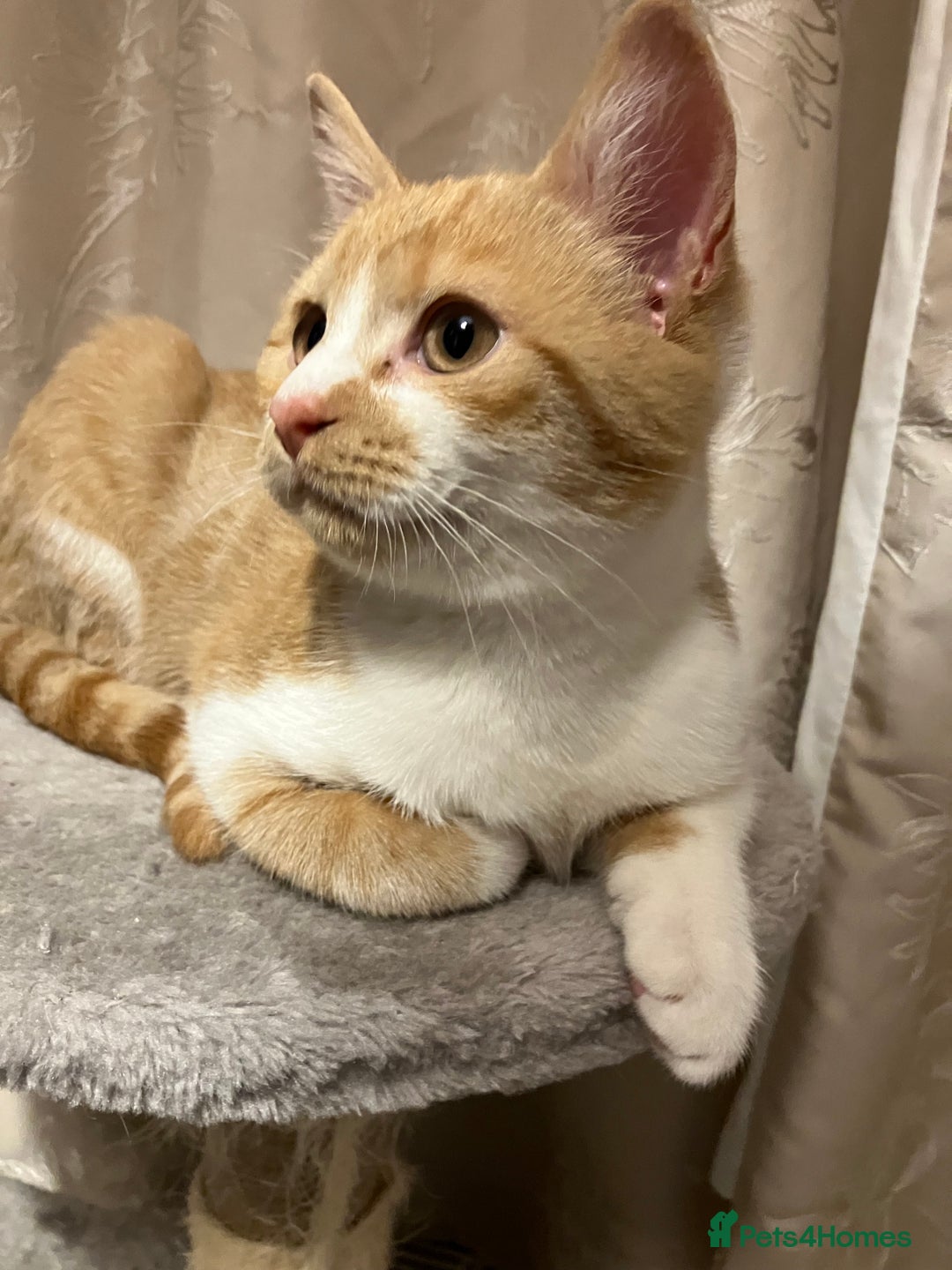 Domestic Shorthair cats for sale: Biscuit needs a new home  - Image 1
