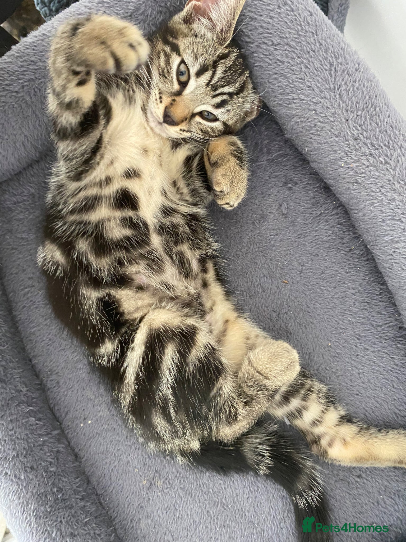 Bengal cats Mario, Bengal kitten❤️🏡 - Advert 9