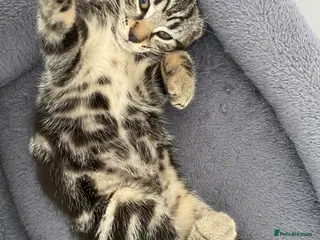 Bengal cats Mario, Bengal kitten❤️🏡 - Advert 9