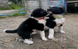 Border Collie dogs for sale:  Any farmers looking for working dogs? - Image 5