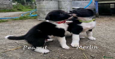 Border Collie dogs - Advert 6