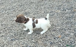 English Springer Spaniel dogs for sale: KC Working English Springer Spaniel puppies  - Image 9